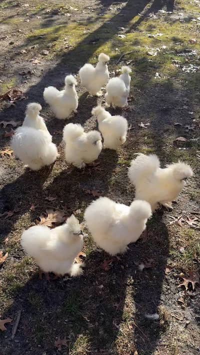silky hen or buff male or chick sale 03034080441