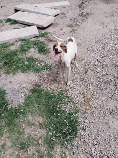 english pointer female