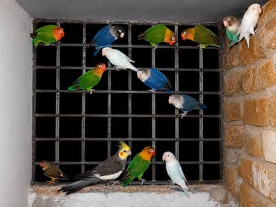 different mutation love birds  available