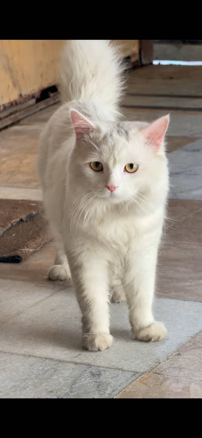 Beautiful Persian Cat