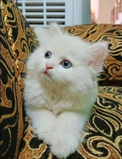 Persion Cat 2 month age My WhatsApp Number 03296428873 for sale