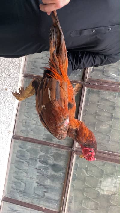 Asleel Mianwali roaster(murgha) for sale