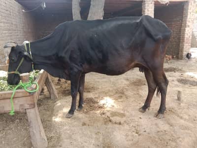 Frezan Cow