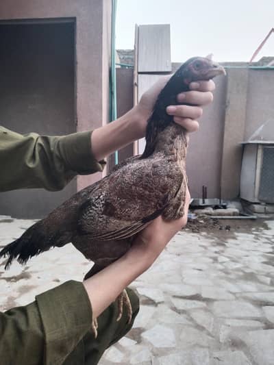 taosi aseel with one chick 