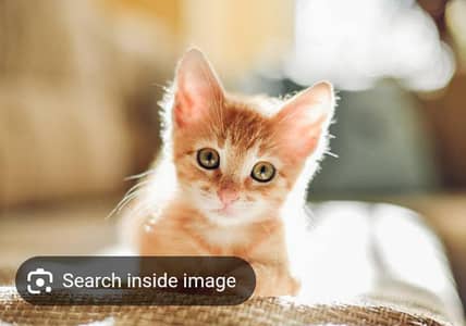 cats for sale