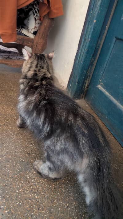 Persian cat Maine coon