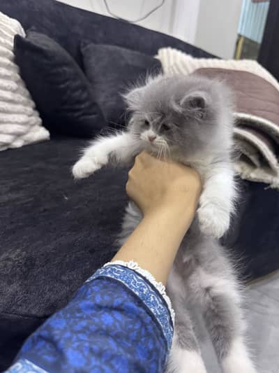 Kitten / Cats on sale