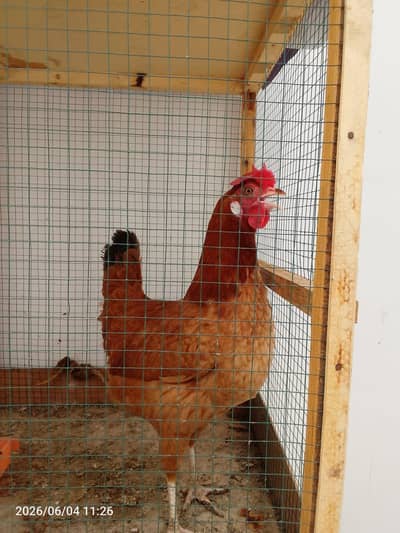 Golden Misre | Lohman Hen| egg Laying hens