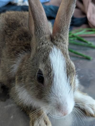 Rabbit Baby Pair