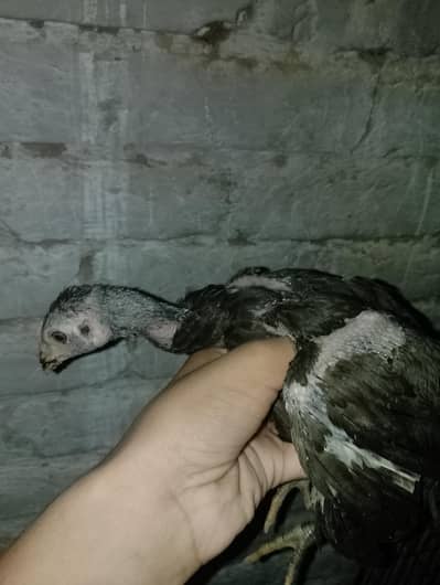 Aseel Thai ke chicks ha 2 month + age ha