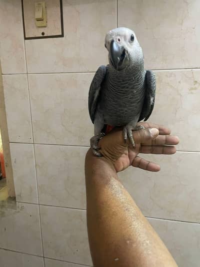 Self grey parrot
