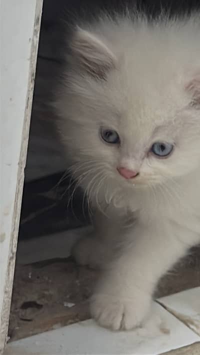 white kitten blue eyes extreme coat