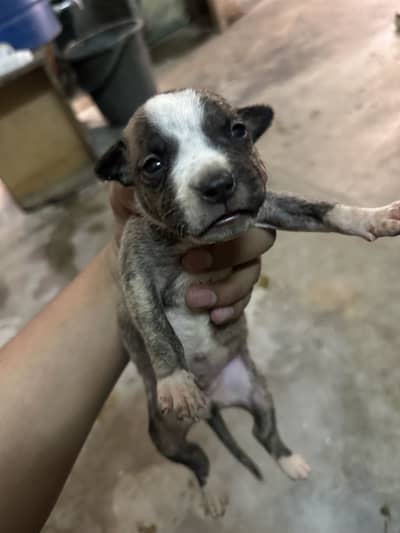 Pitbull puppies