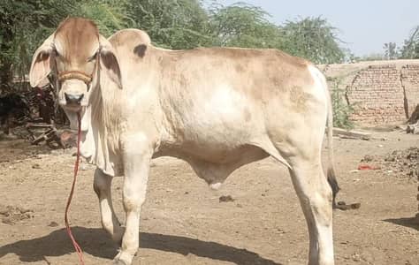 Stilan Brahman|Bachra| bull |vacha|cow|Quarbani lover | best breed cow