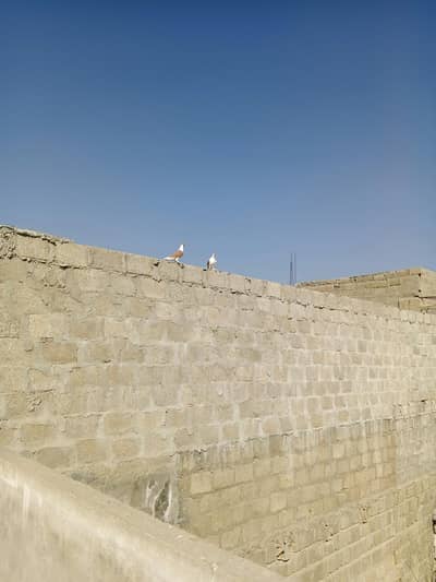 lal sherazi breeder pair h