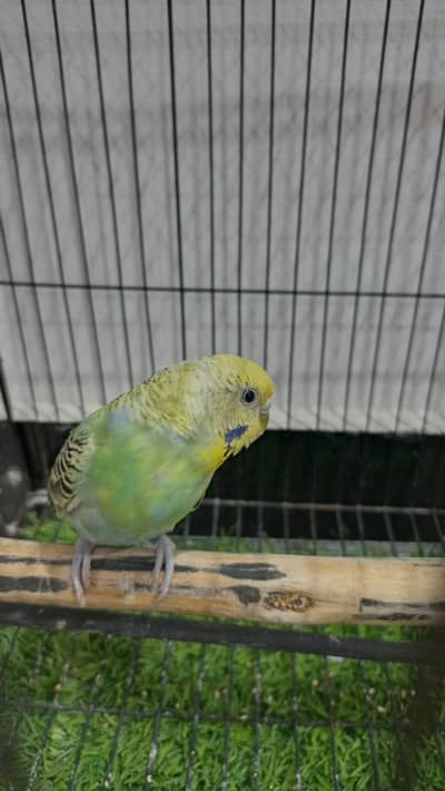 2 Australian budgie parrots Male and female pair with cage