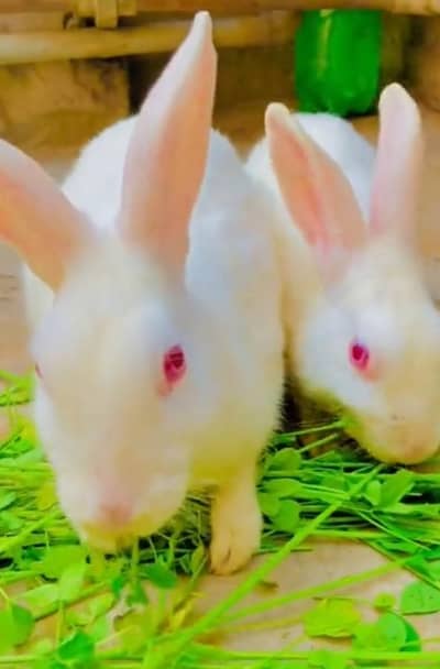2 pairs of rabbits and exchange possible with mobile and aseel hen