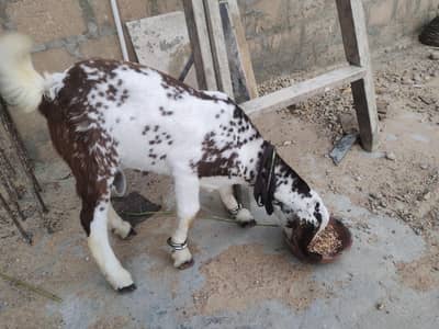 Makha chini bakra