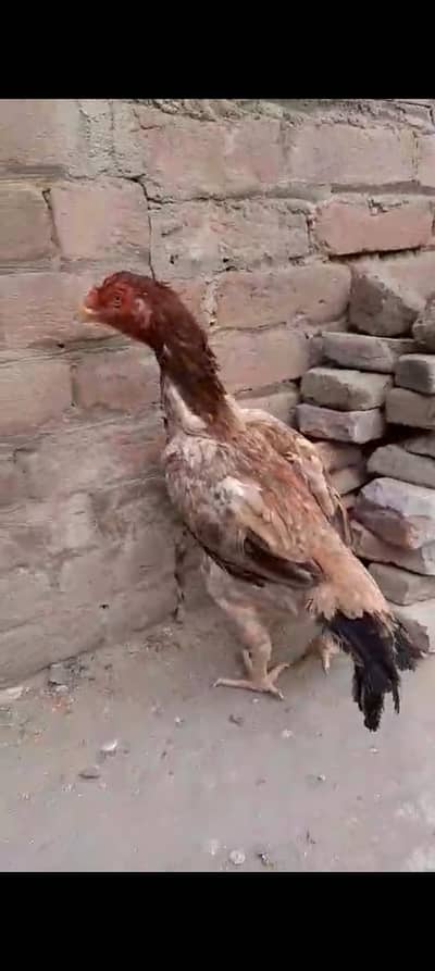 shamo cross  madi for sale