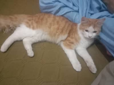 catoo