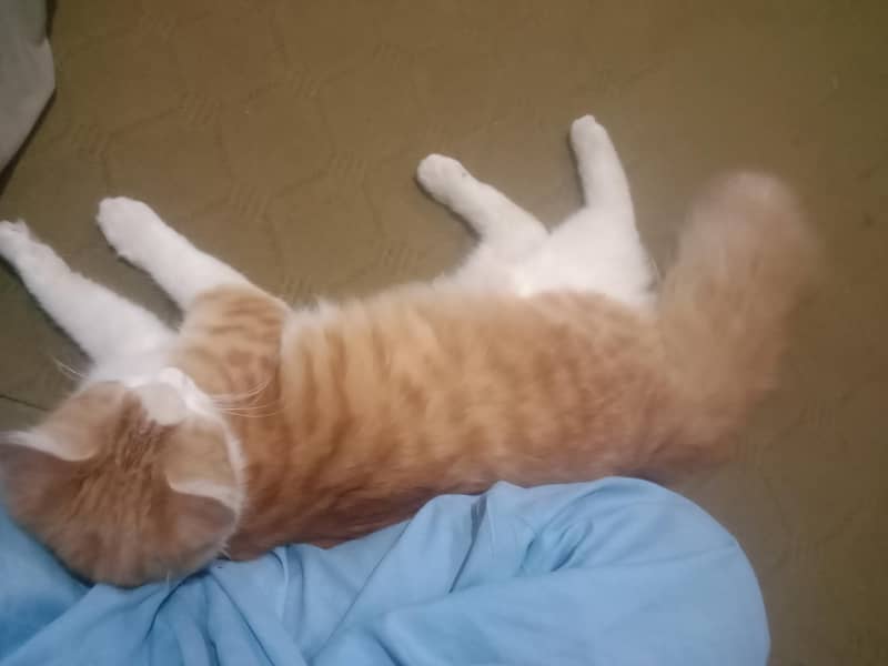catoo 1