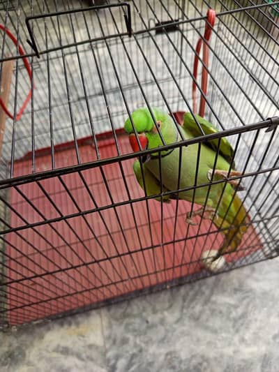Green Red Neck Parrot with Cage
