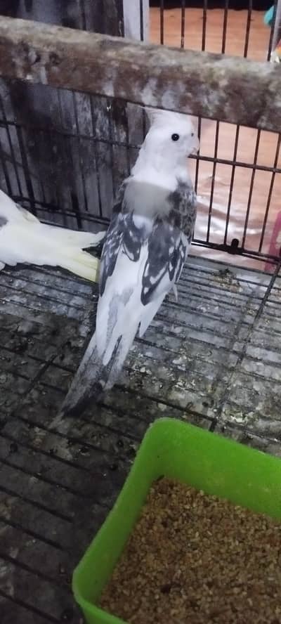 Cocktail  white face pearl ki female into grey white face male nail ok