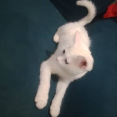 parsion mix cat
