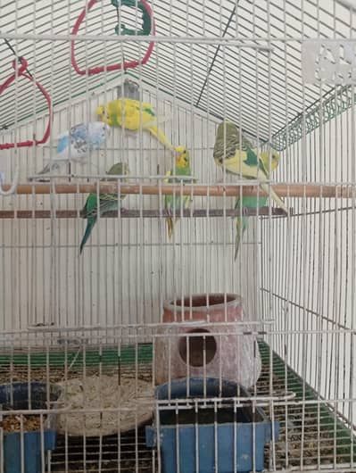 4 Australian parrots