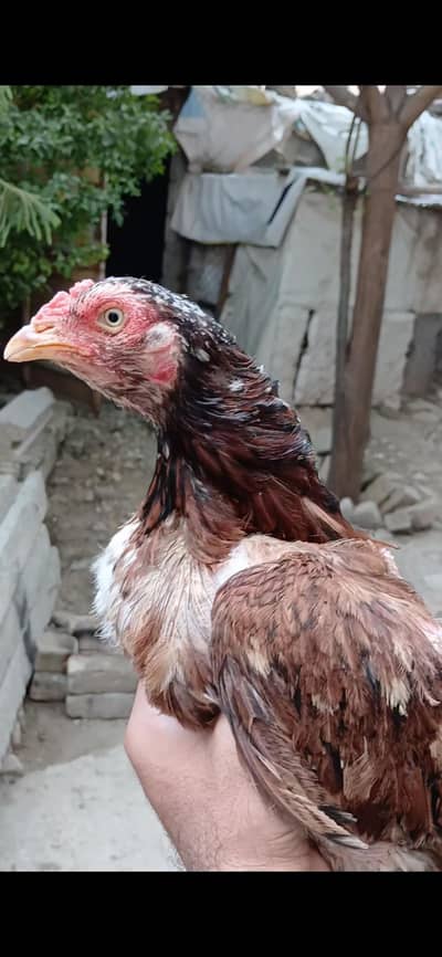 Quality Aseel Mianwali female, White ankh , Chorus Nali,mazbot body,