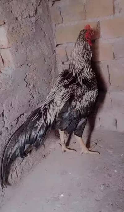 jawa Aseel