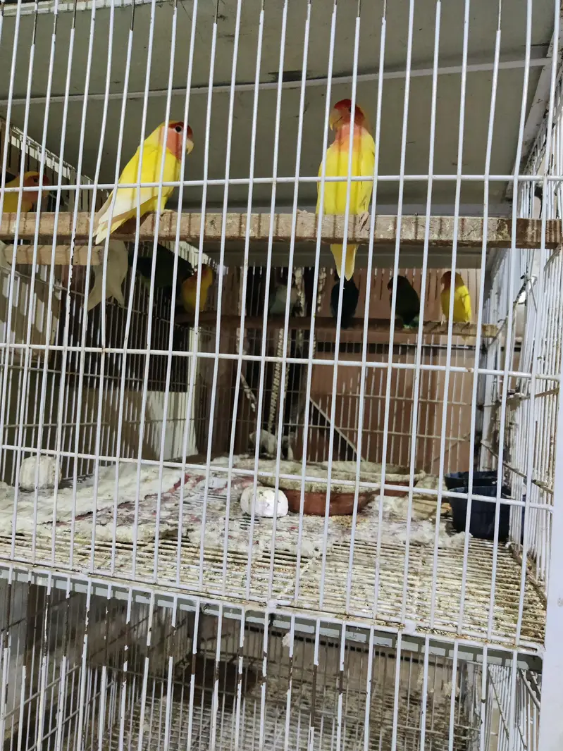 Love birds — photo 6