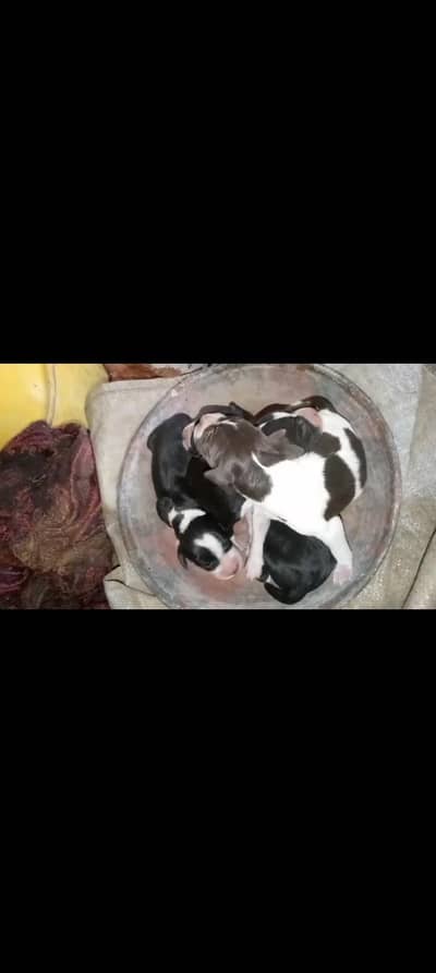 pointer pupa for sall what app 03175999754