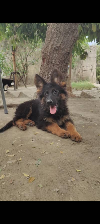 German shepherd Female puppy