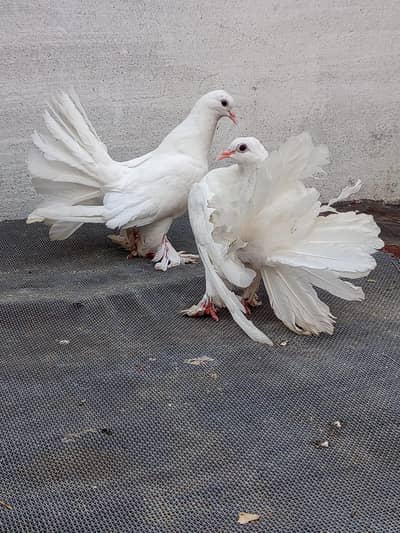 quality and beautiful pair available.