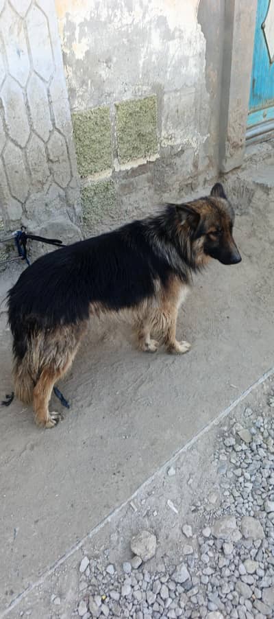 GERMAN SHEPHERD
