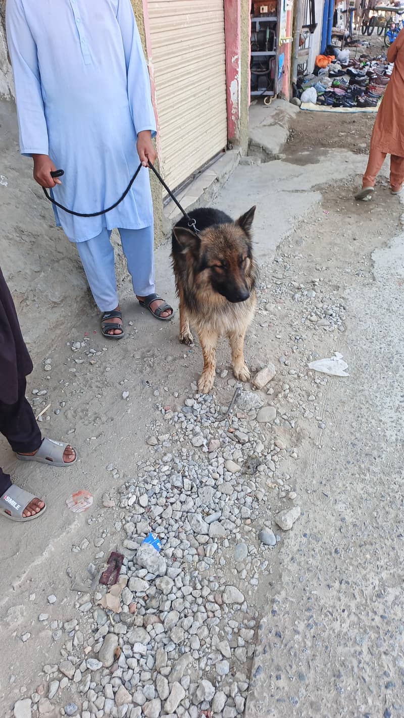 GERMAN SHEPHERD 1