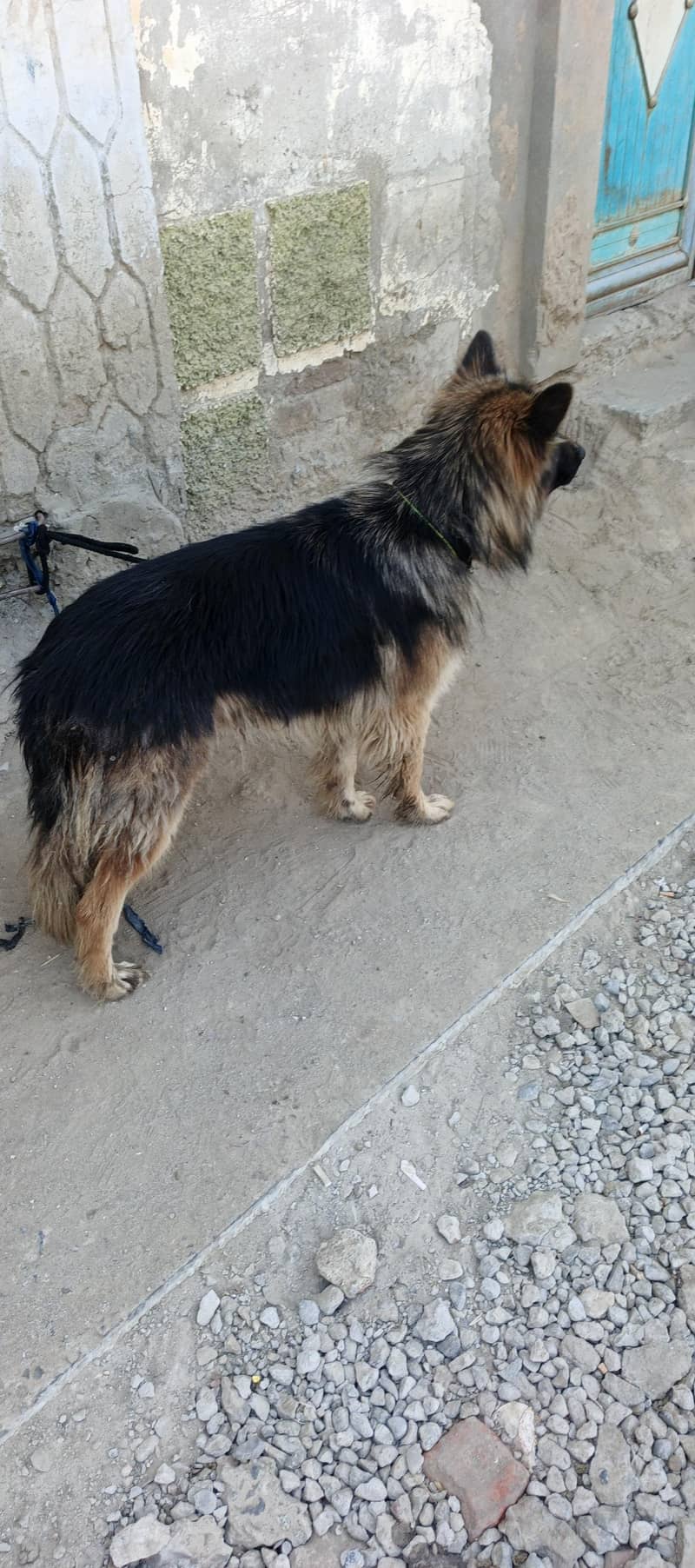 GERMAN SHEPHERD 2