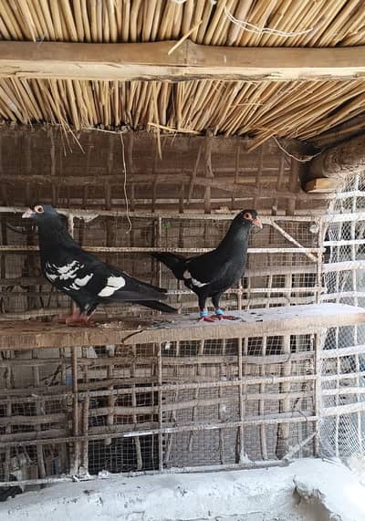 kale Maine breedar pair