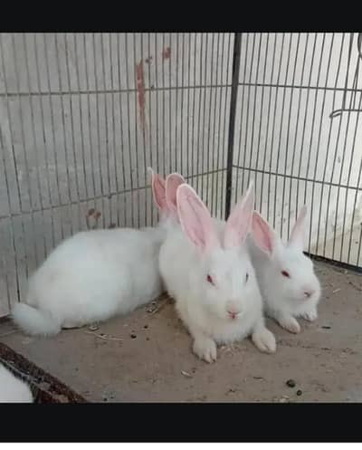 3 Male Rabbit For sale 5000 ke