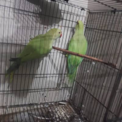 green ringneck pair for sale