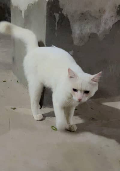 Persian cat