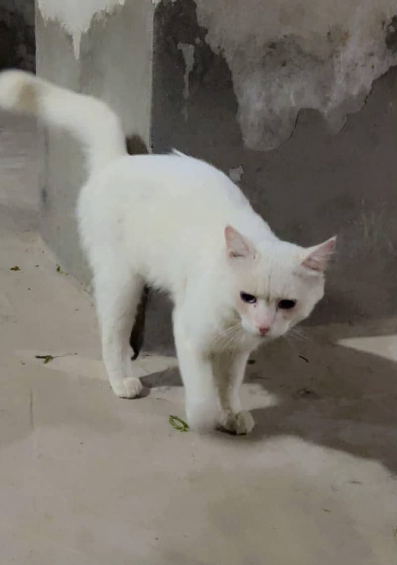 Persian cat 0