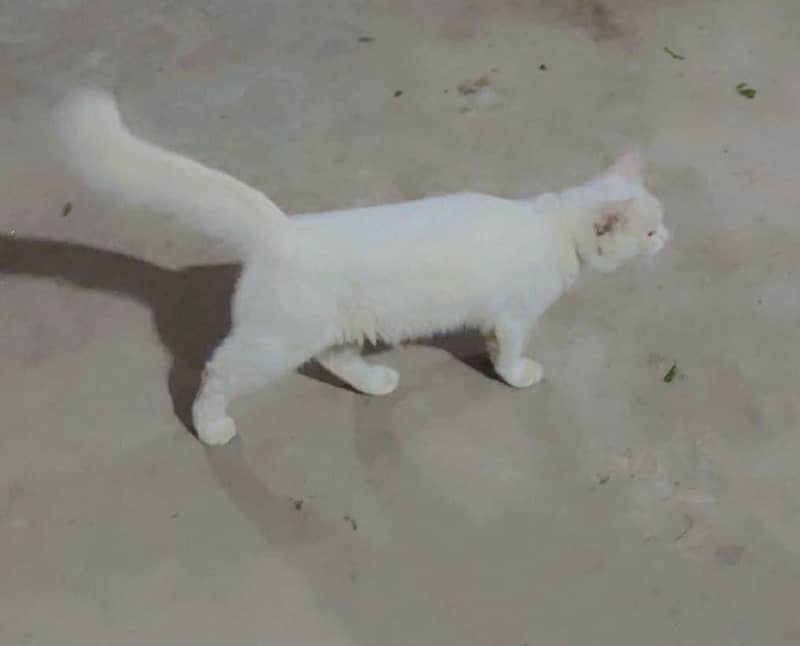 Persian cat 1
