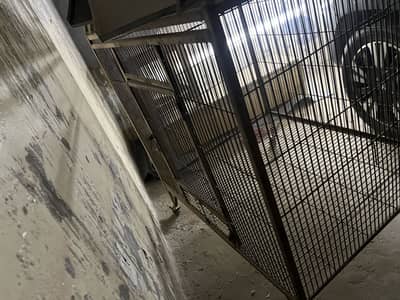 Parrots cage