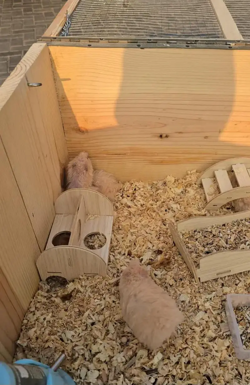 4 hamsters for sale with wooden box