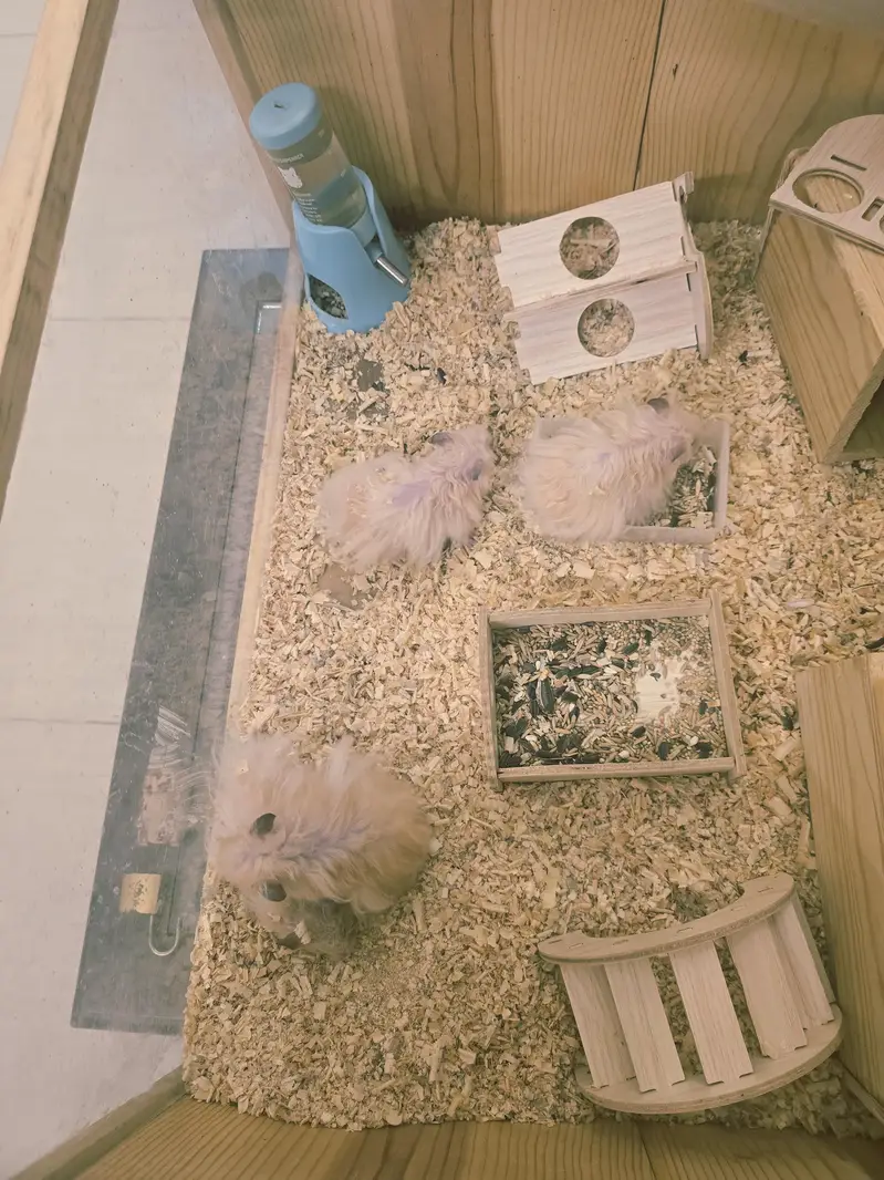 4 hamsters for sale with wooden box — photo 2