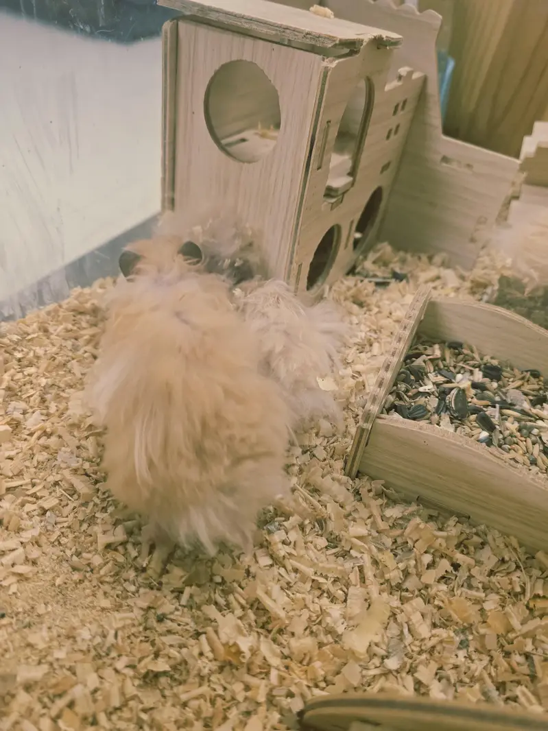 4 hamsters for sale with wooden box — photo 3