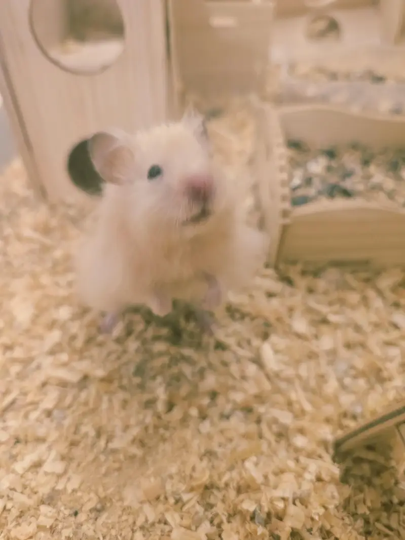 4 hamsters for sale with wooden box — photo 4