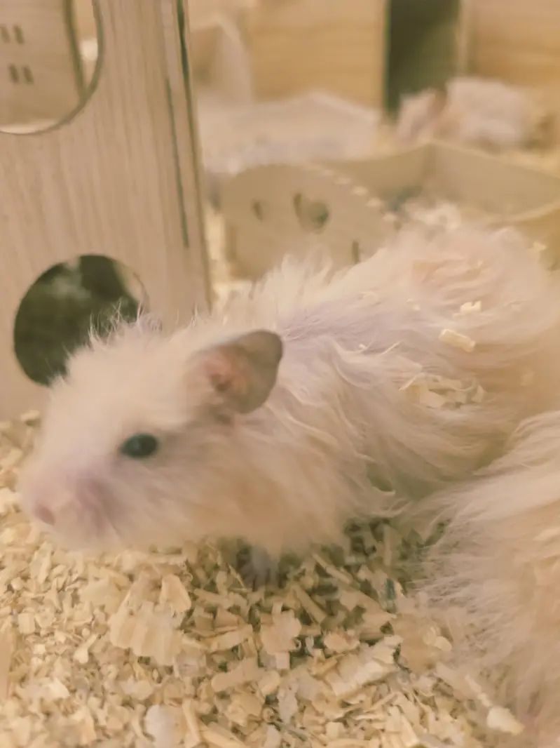 4 hamsters for sale with wooden box — photo 6
